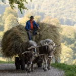 Fotografía documental Cárpatos: Campesino de montaña con carreta de bueyes cargada de heno en un camino rural de los Cárpatos – fotografía documental
