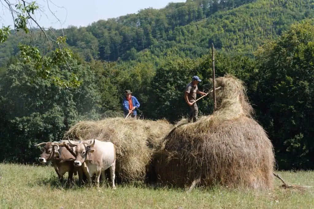 Campesino rumano trabajando en los Cárpatos – fotografía documental (izquierda)