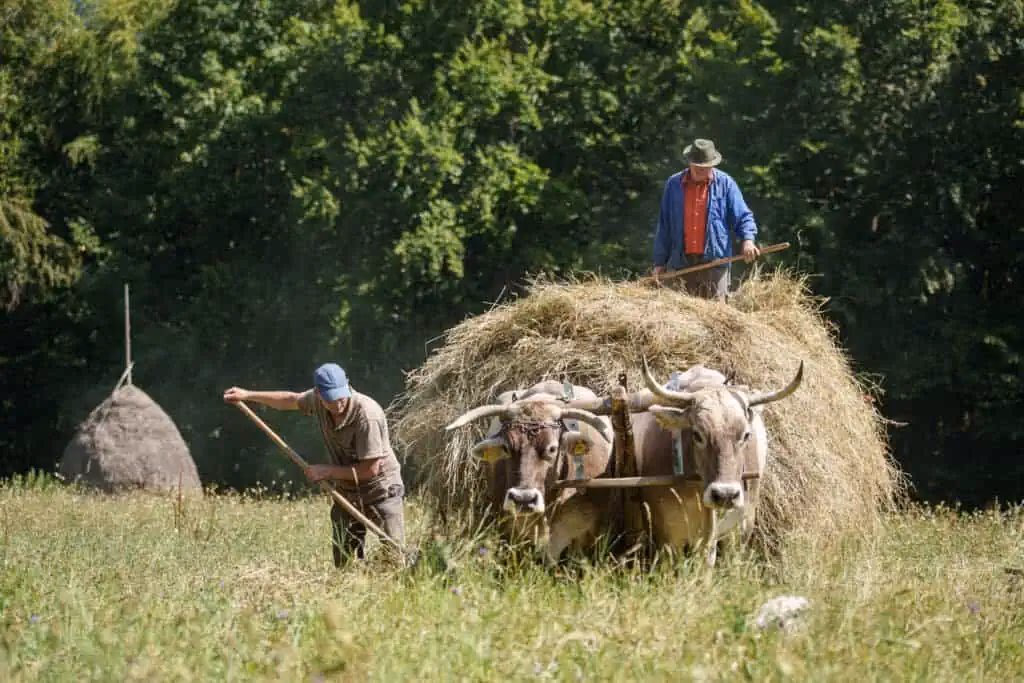 Campesino rumano en los Cárpatos durante la cosecha de heno – fotografía documental