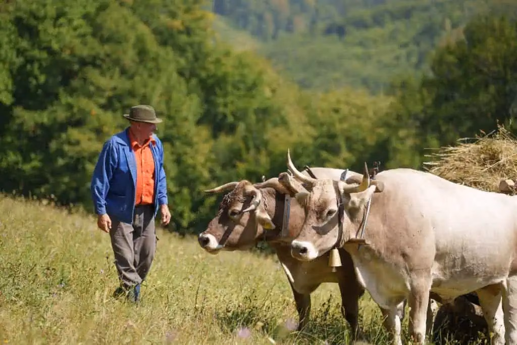 Campesino de montaña cargando carreta en los Cárpatos – fotografía documental (izquierda)