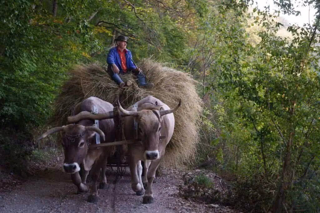 Guía local Vlad Dumitrescu con campesinos en los Cárpatos – fotografía documental