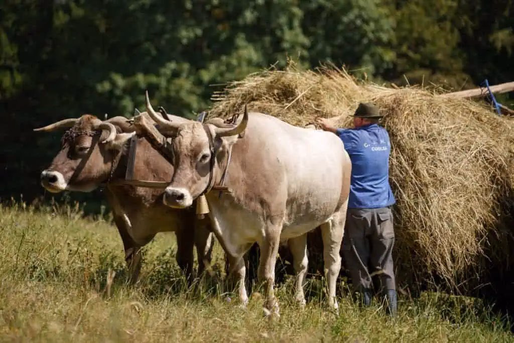 Campesino cargando carreta en los Cárpatos – fotografía documental auténtica