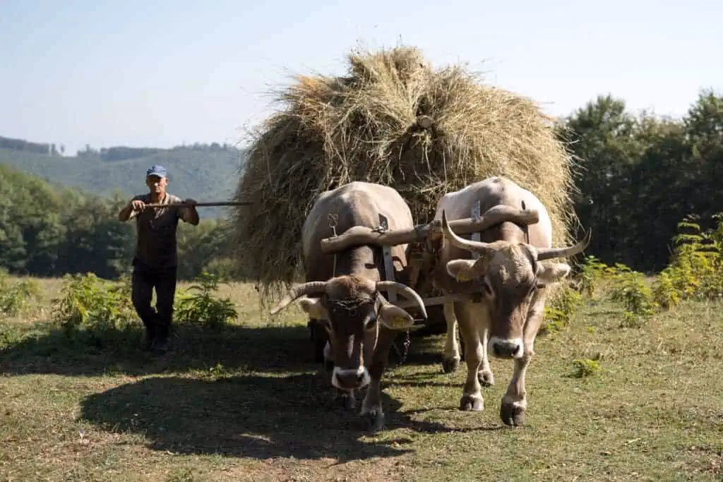 Vida agrícola tradicional en los Cárpatos rumanos – fotografía documental (izquierda)