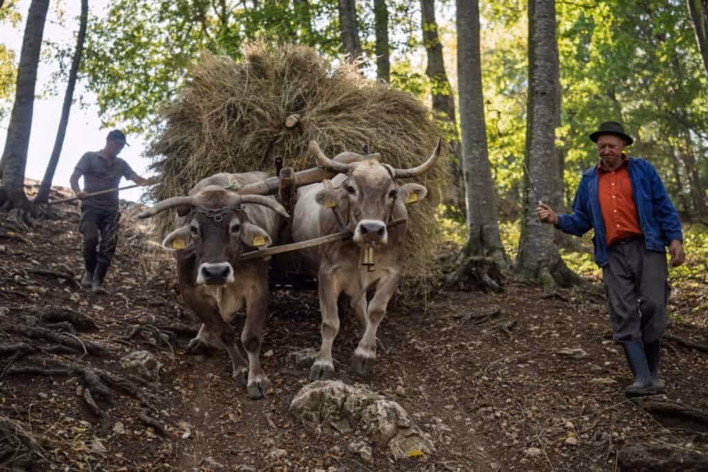 Vida rural auténtica en los Cárpatos rumanos – fotografía documental