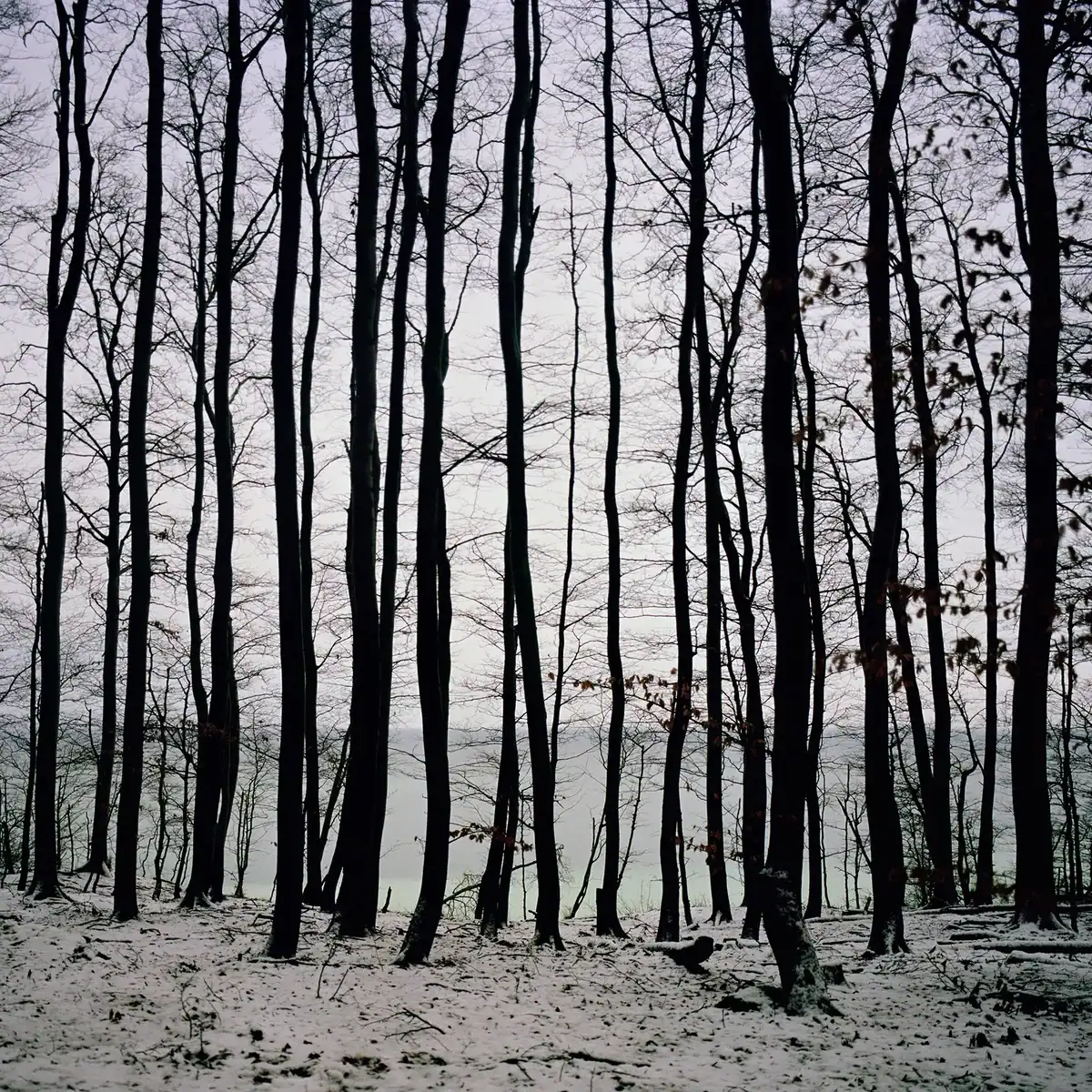 Bosque nevado con árboles sin hojas iluminado por la luna llena