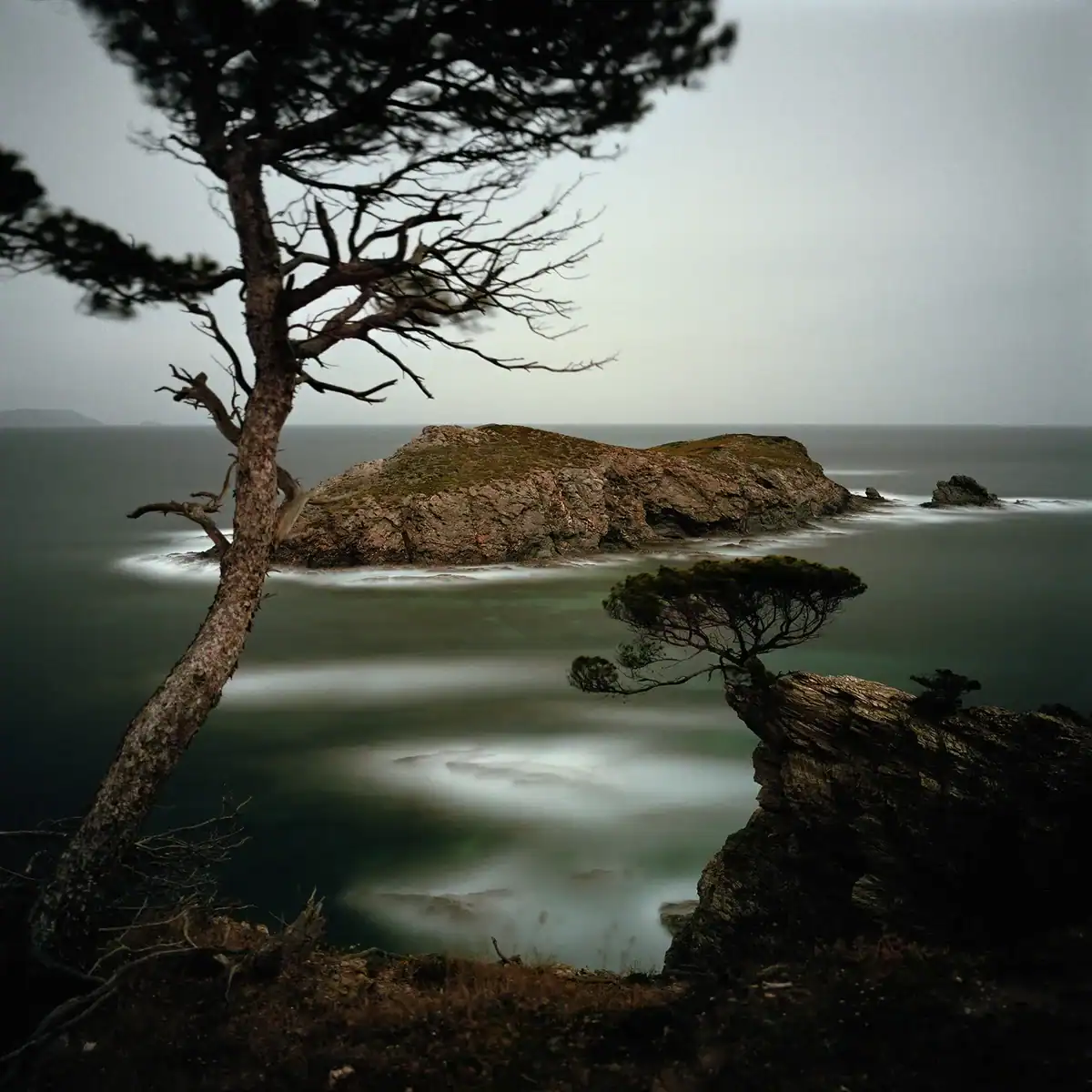 Costa rocosa con árboles bajo la luz de la luna llena, con el mar cubierto de neblina