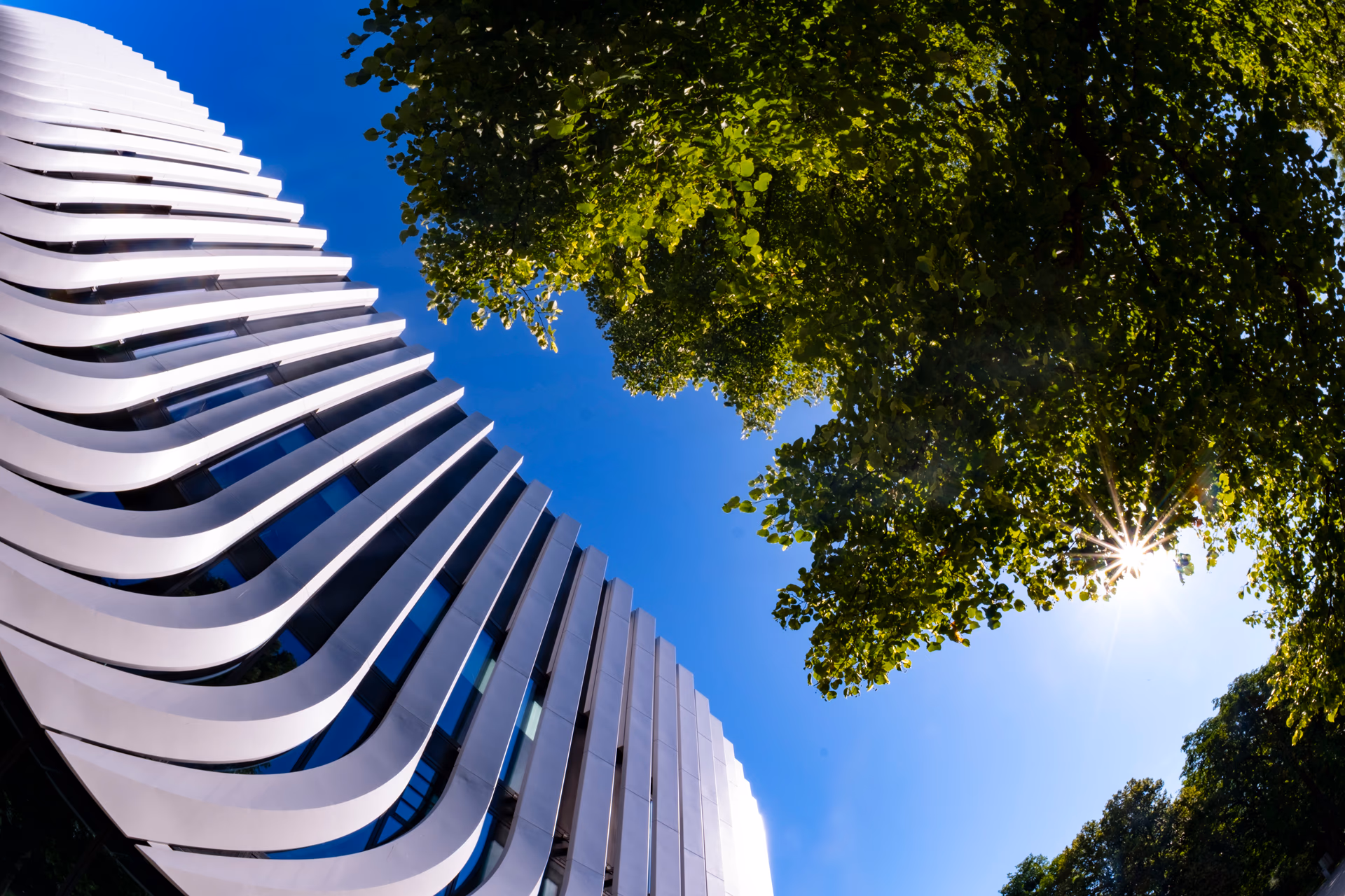 Edificio moderno con líneas curvas y árbol frondoso bajo el sol brillante.