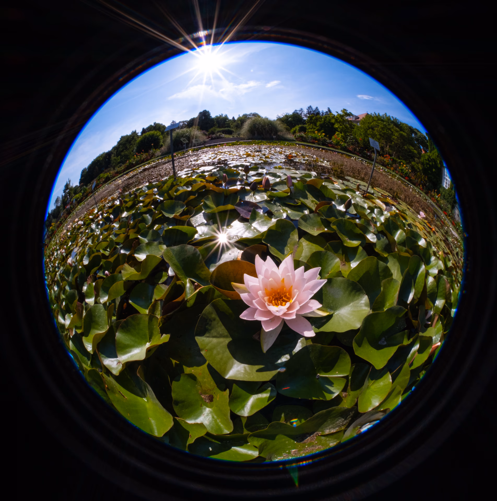 Flor de nenúfar rosa con objetivo zoom fisheye Laowa 4,5-10 mm f/2.8