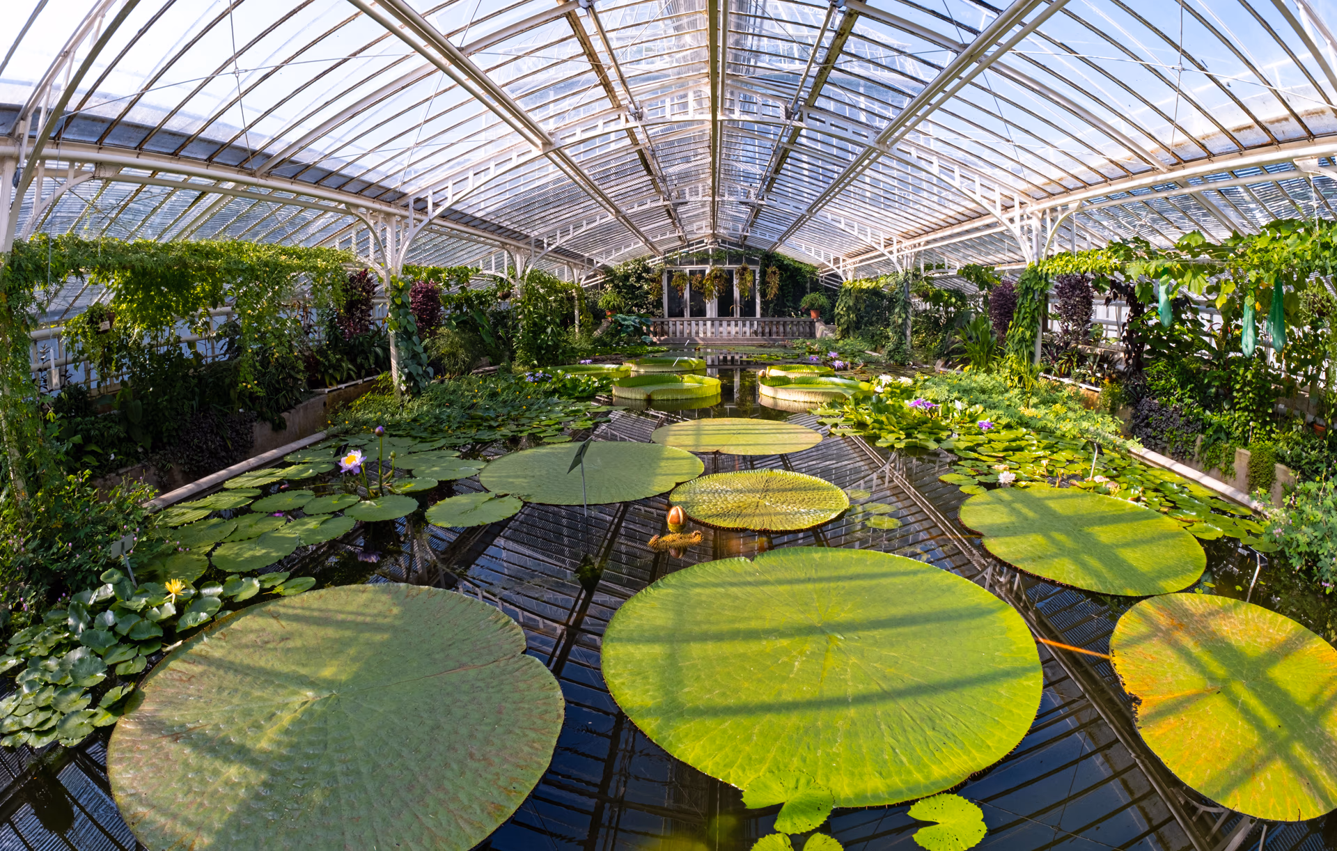 Gigantes nenúfares Victoria amazonica y flores de loto en un invernadero con el objetivo zoom fisheye Laowa.