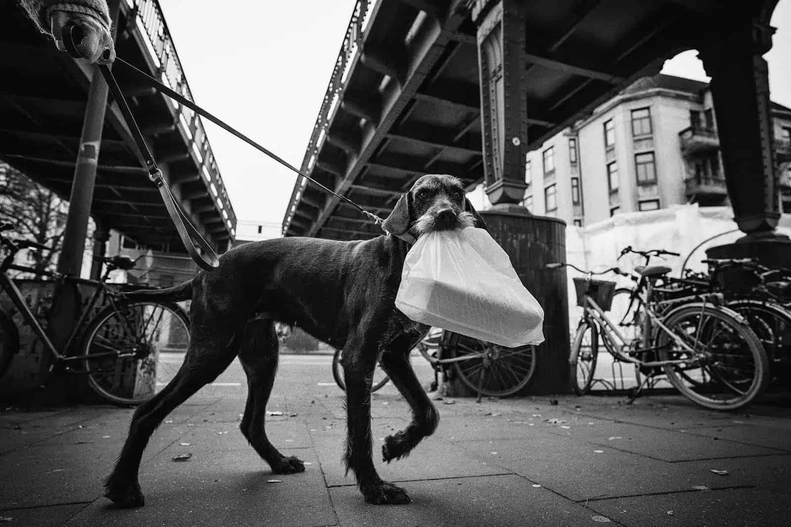 Perro con bolsa en la boca paseando bajo un puente en Hamburgo.