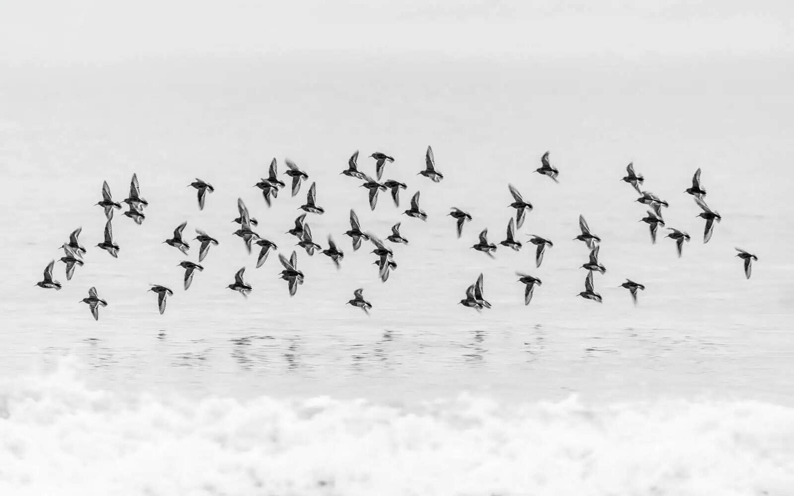 Bandada de aves volando sobre el agua, fotografía como forma de omitir.