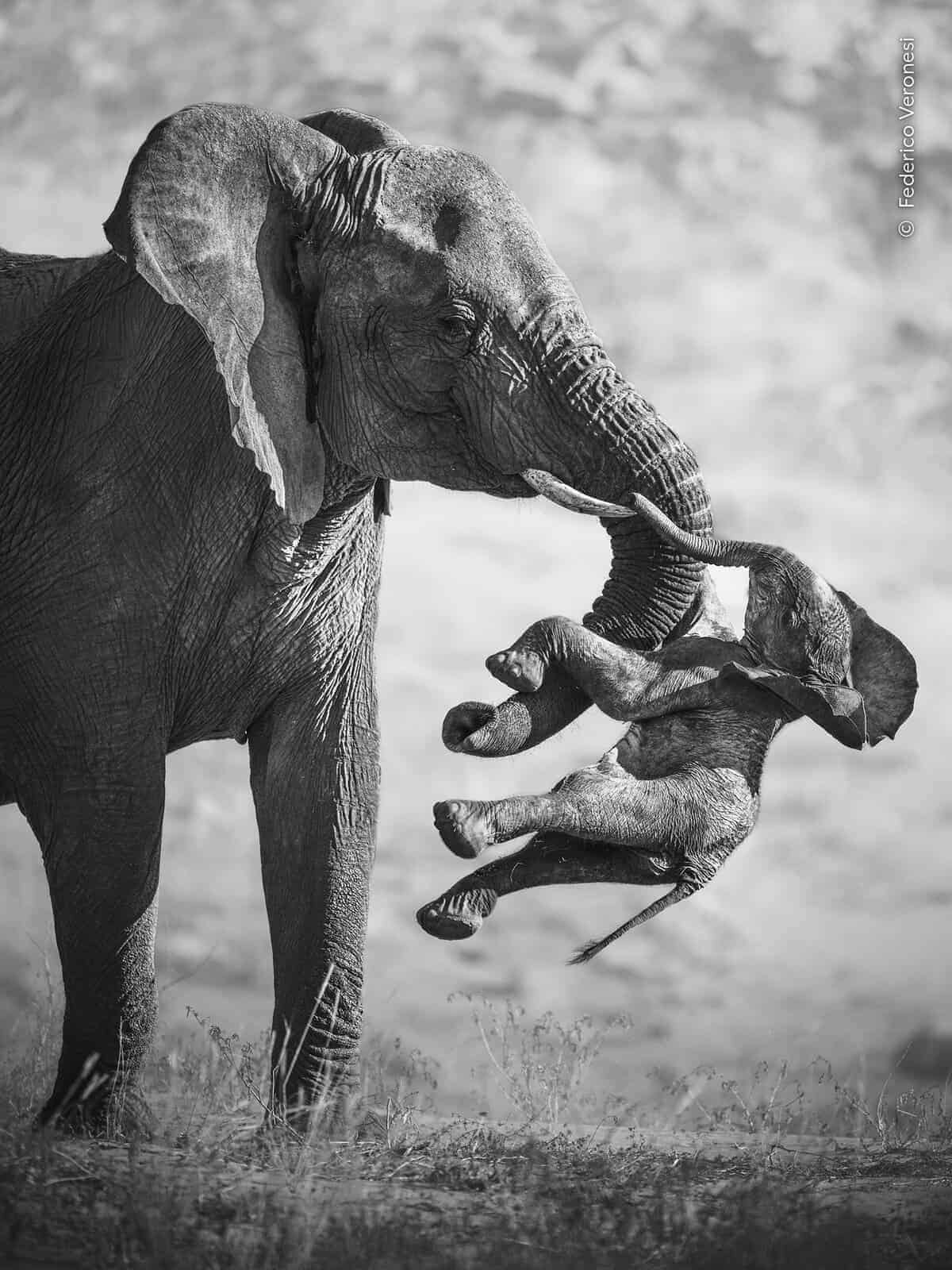 Elefanta en duelo carga a su cría muerta en fotografía en blanco y negro.