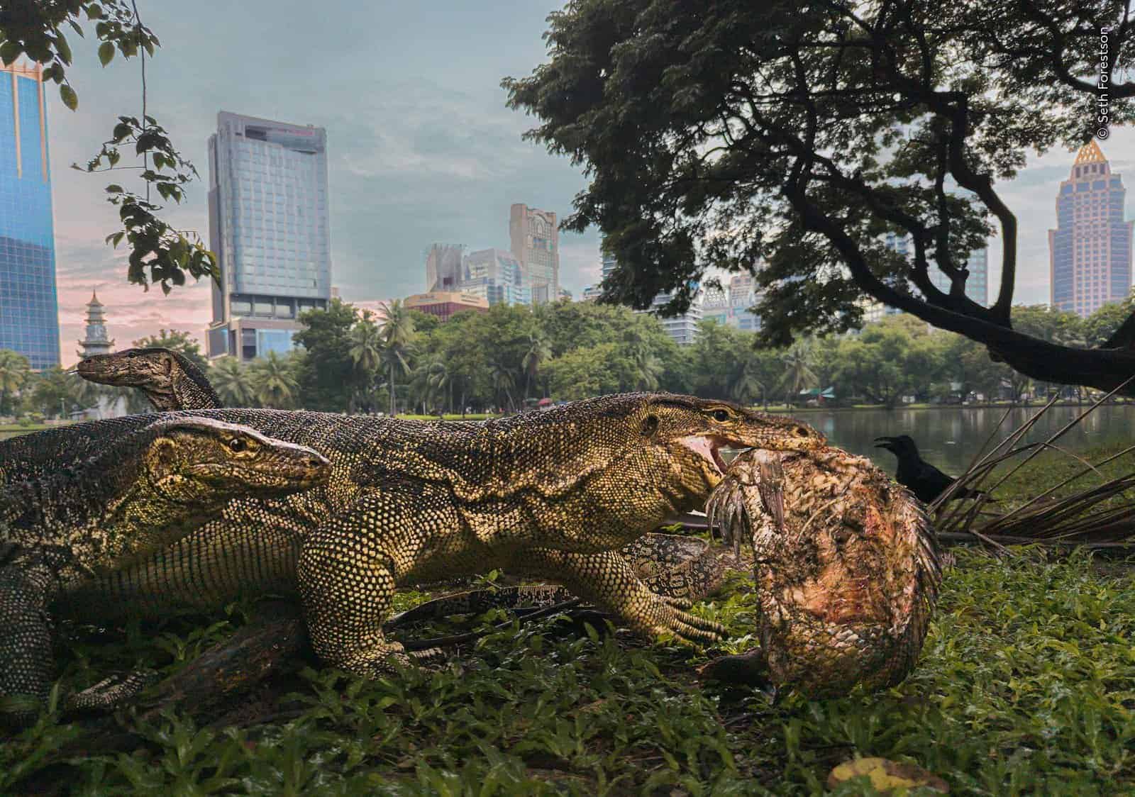 Varios varanos de agua comiendo un ave en un parque urbano de Bangkok.