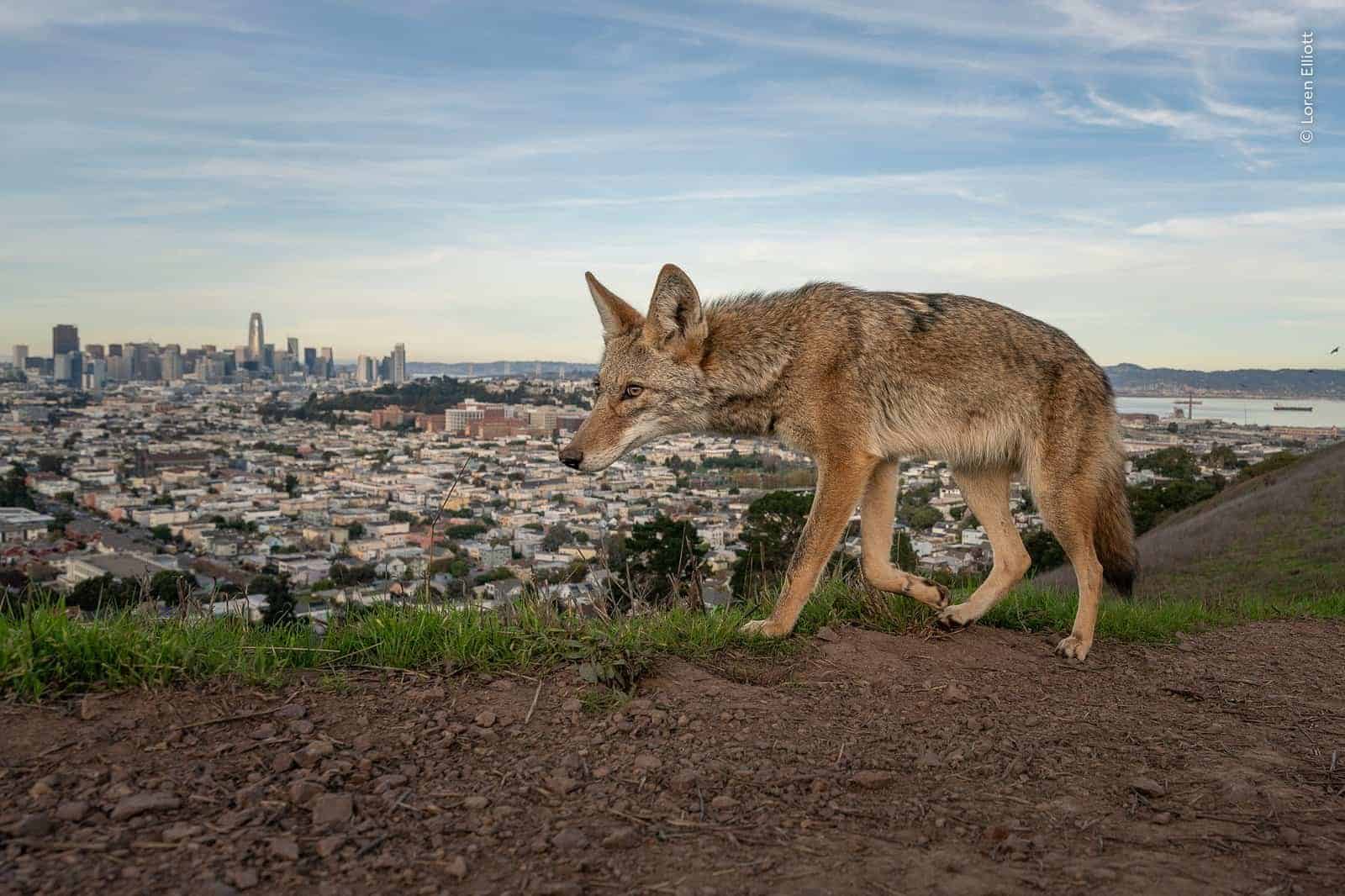 Coyote en primer plano con San Francisco de fondo, fauna silvestre en la gran ciudad.
